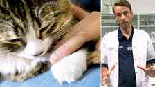 Veterinären Gustaf Svensson om vad som är viktigast att tänka på för den som tar hand om sällskapsdjur i hettan. 