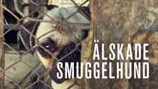 Älskade smuggelhund