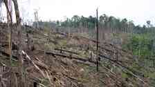Skövlad regnskog på Sumatra. 