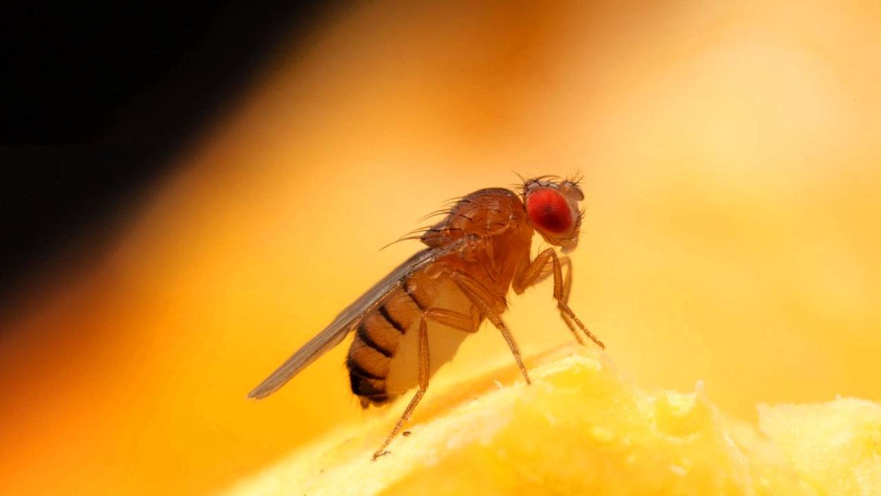 Фруктовые пластины. Дрозофила личинка фрукт. Мухи на фруктах. От фруктовой мушки. Личинки фруктовых мошек.