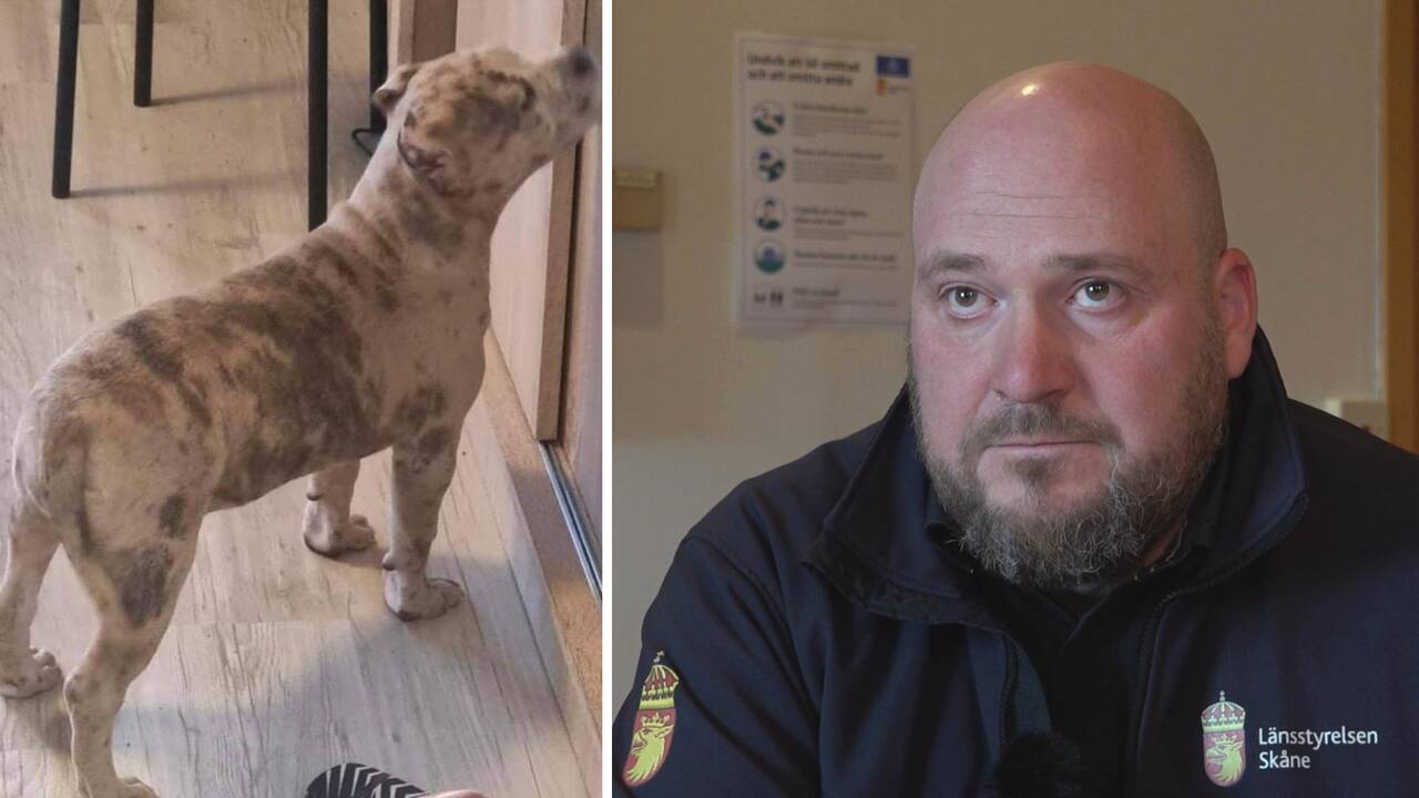 Avlivning av hundar stoppades efter överklagan | SVT Nyheter