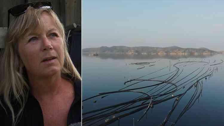 Musselforetag Hotas Av Nya Miljonkrav Svt Nyheter