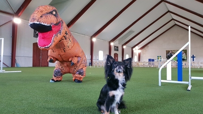 T-rex och hund