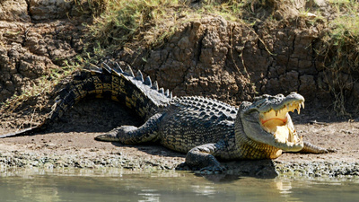 Krokodil - Australiens vilda natur