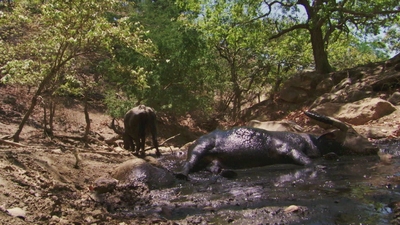 Andy och komodovaranen