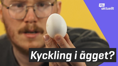 Lilla luskar: Varför blir bara vissa ägg kycklingar?