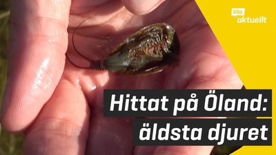 Världens äldsta djur dök upp på Öland