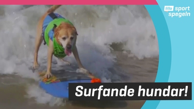 Hundarna äger på surfing och fotboll