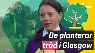 Elever i Glasgow planterar träd