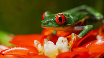 Rödögd bladgroda - Costa Rica: Naturens nya chans