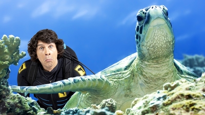 Andy och dom gröna havssköldpaddorna