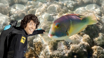 Andy och harlekinfisken