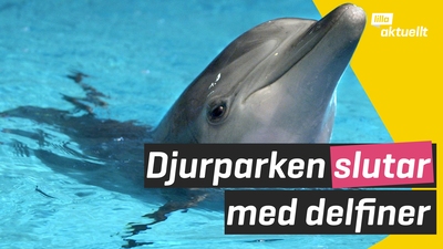 Kolmården slutar med delfinshower