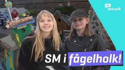 Kolla in fågelholkarna som tävlar i SM