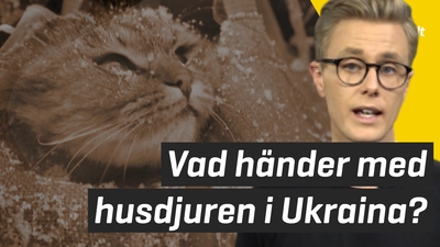 Ukrainska husdjur får komma in i Sverige