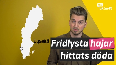 Fridlysta fiskar har hittats döda
