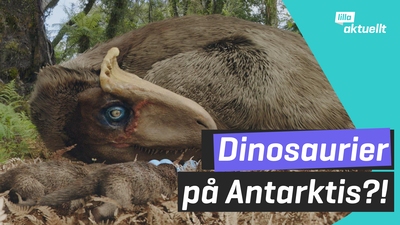 Dinousarier på Antarktis (?)