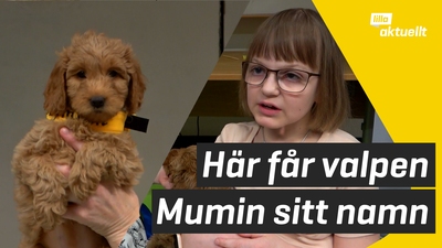 Barn fick ge sjukhushundar namn