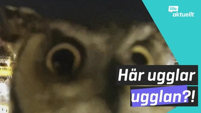Kolla in ugglan