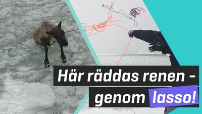 Se när renen räddas från ismassorna