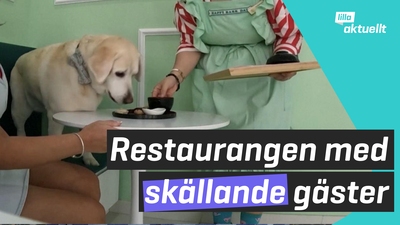 Skällande matgäster