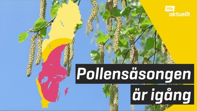 Träden blommar: pollensäsongen i full gång