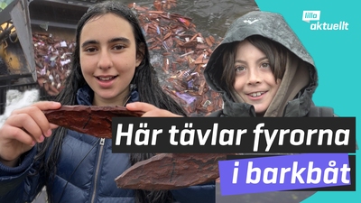 Omkring 600 fjärdeklassare i barkbåtstävling!