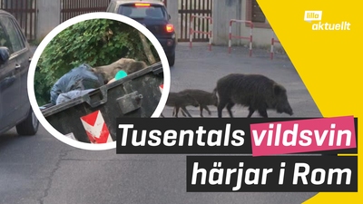 Tusentals vildsvin härjar i Rom
