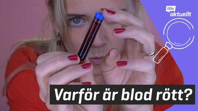 Lilla luskar: Varför är blod rött?