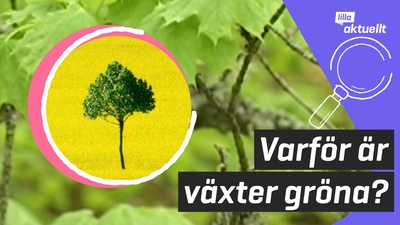 Lilla luskar: Varför är växter gröna?