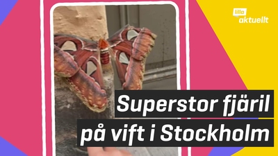 Gigantisk fjäril hittad i Stockholm