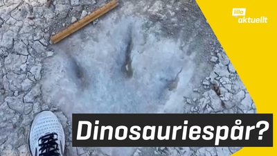 113 miljoner år gamla dinosauriespår