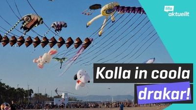 Festival lockade många drakflygare