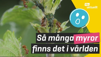 Så här många myror finns det på jorden!