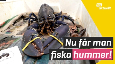 Nu får man fiska hummer