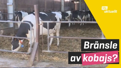 Kobajs i bensintanken?