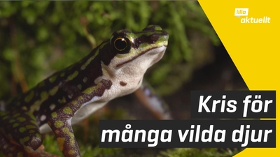 De vilda ryggradsdjuren blir färre