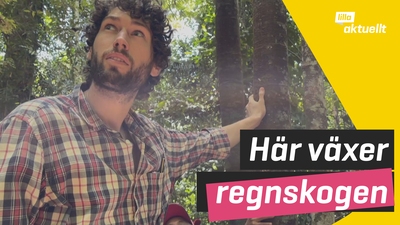 Regnskogen på Borneo växer