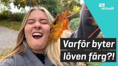 Varför blir löven röda, orangea eller gula?