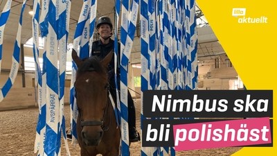 Hur är det att vara polishäst?