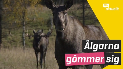 Älgarna gömmer sig under älgjakten