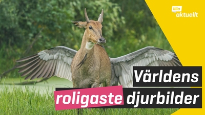 Årets roligaste djurbild ska utses!