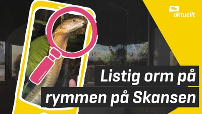 Listig kungskobra fortfarande på rymmen