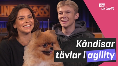 Kändisar tävlar i agility