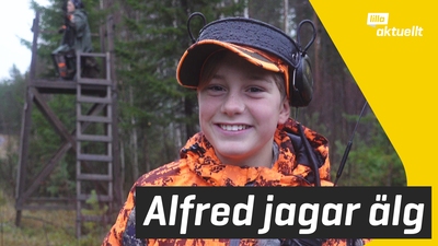 Häng med på älgjakt i Skellefteå