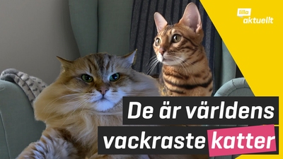 Kolla in världens finaste katter!