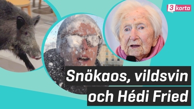 Snökaos, vildsvin och Hédi Fried