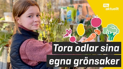 Tora odlar sina egna grönsaker