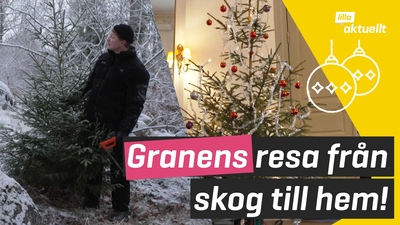 Så går det till när man hugger en gran