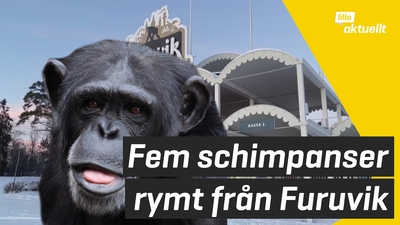 Schimpanser rymde från djurpark